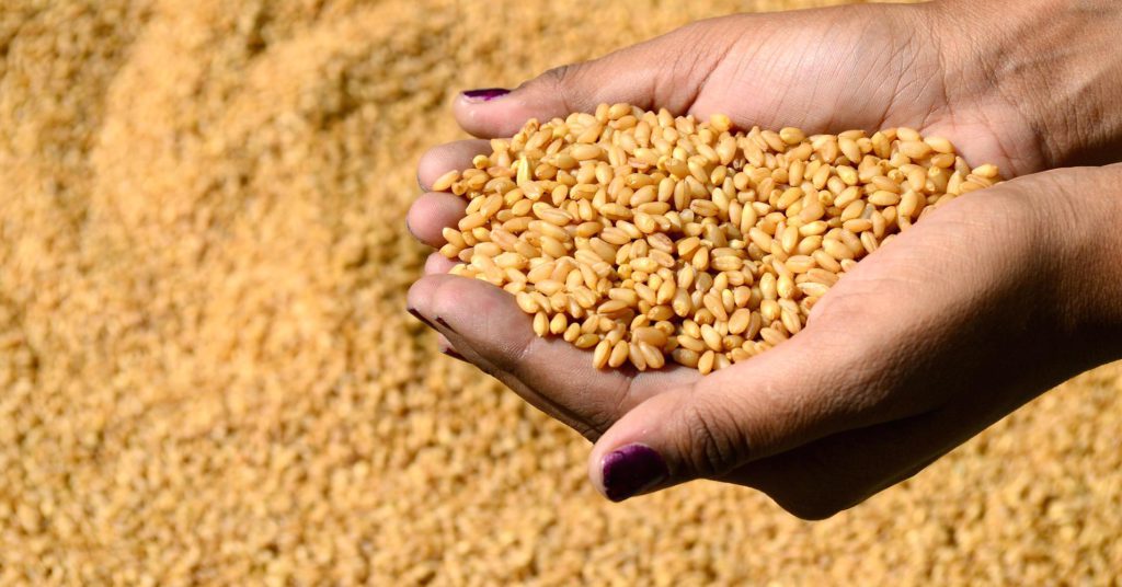 101533881-wheat.1910×1000