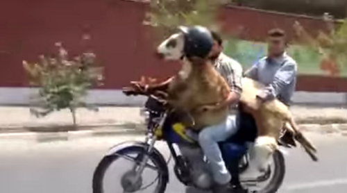 images_videos7_kabch-kask