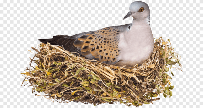 png-clipart-bird-nest-graph-blowing-a-kiss-husband-building-photography