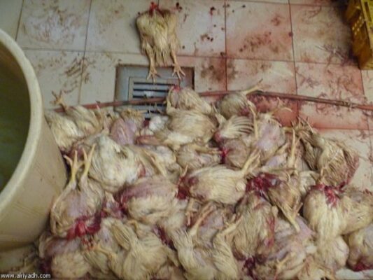 CREATOR: gd-jpeg v1.0 (using IJG JPEG v80), quality = 85